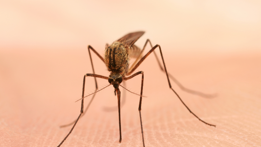 How Natural & Organic Skincare Can Help Protect Against Mosquitoes
